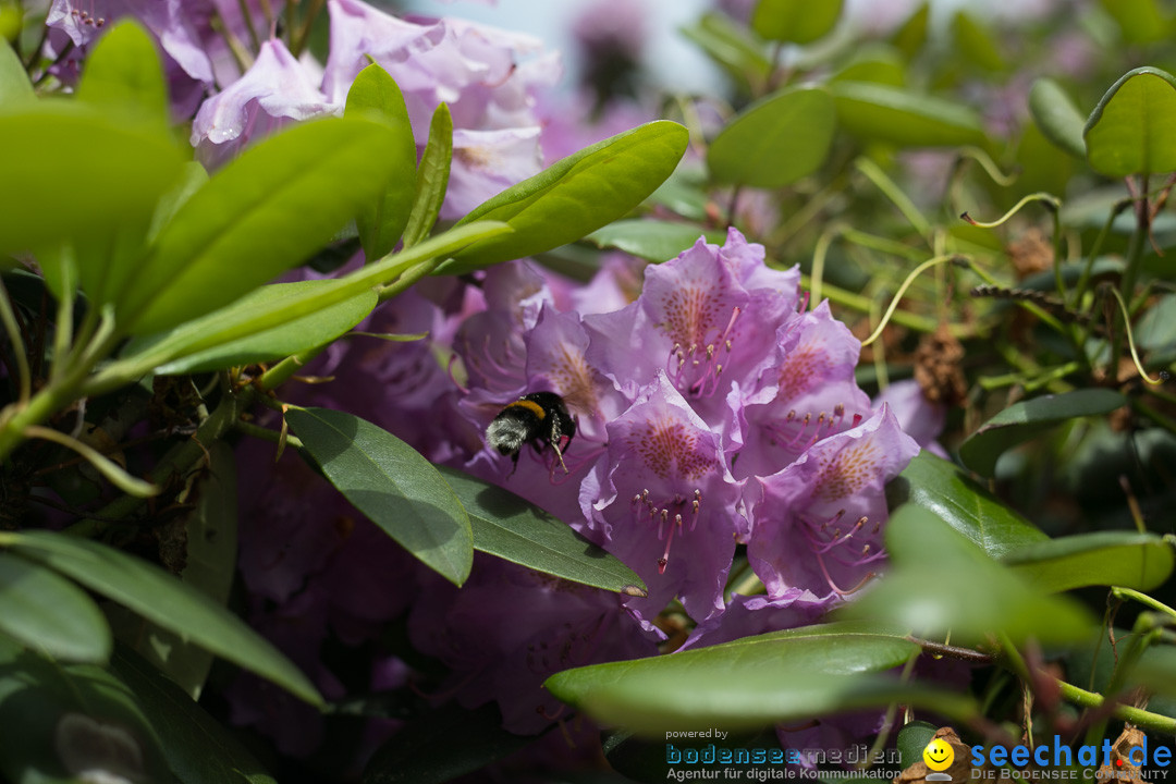 Insel Mainau: Die Blumeninsel mitten im Bodensee, 28.05.2014