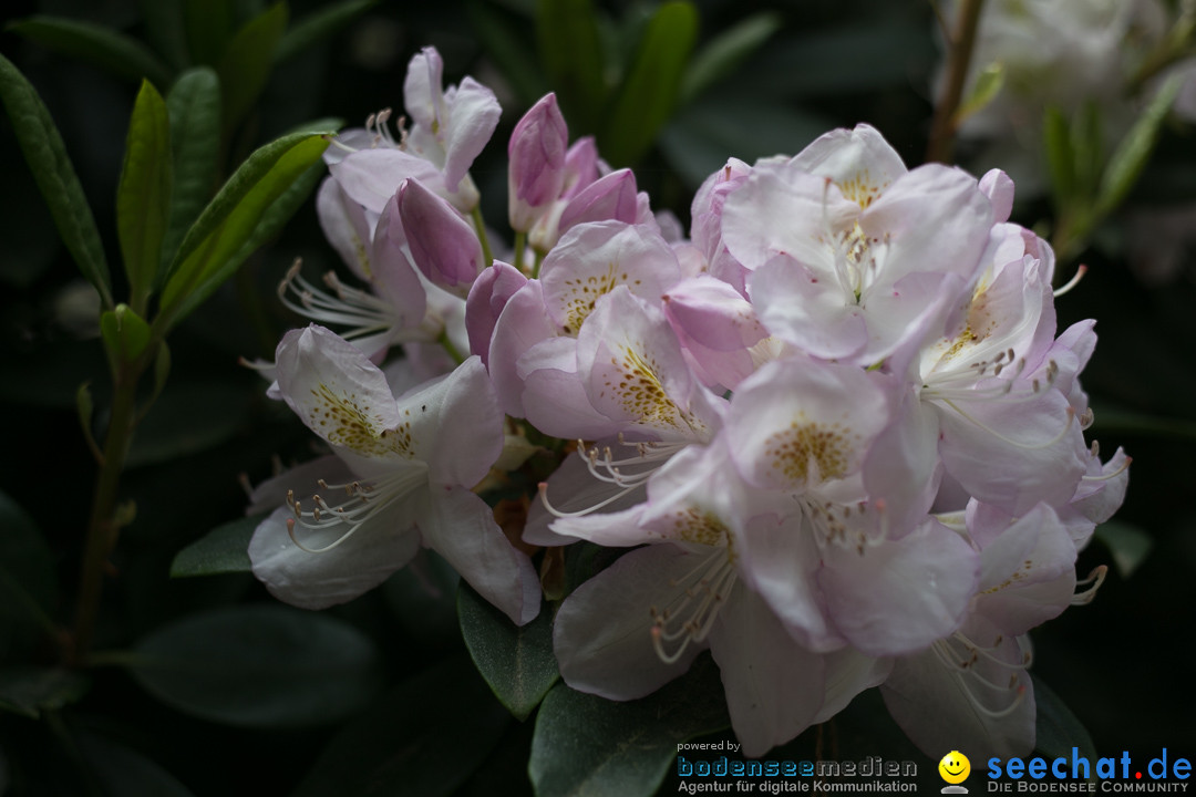 Insel Mainau: Die Blumeninsel mitten im Bodensee, 28.05.2014