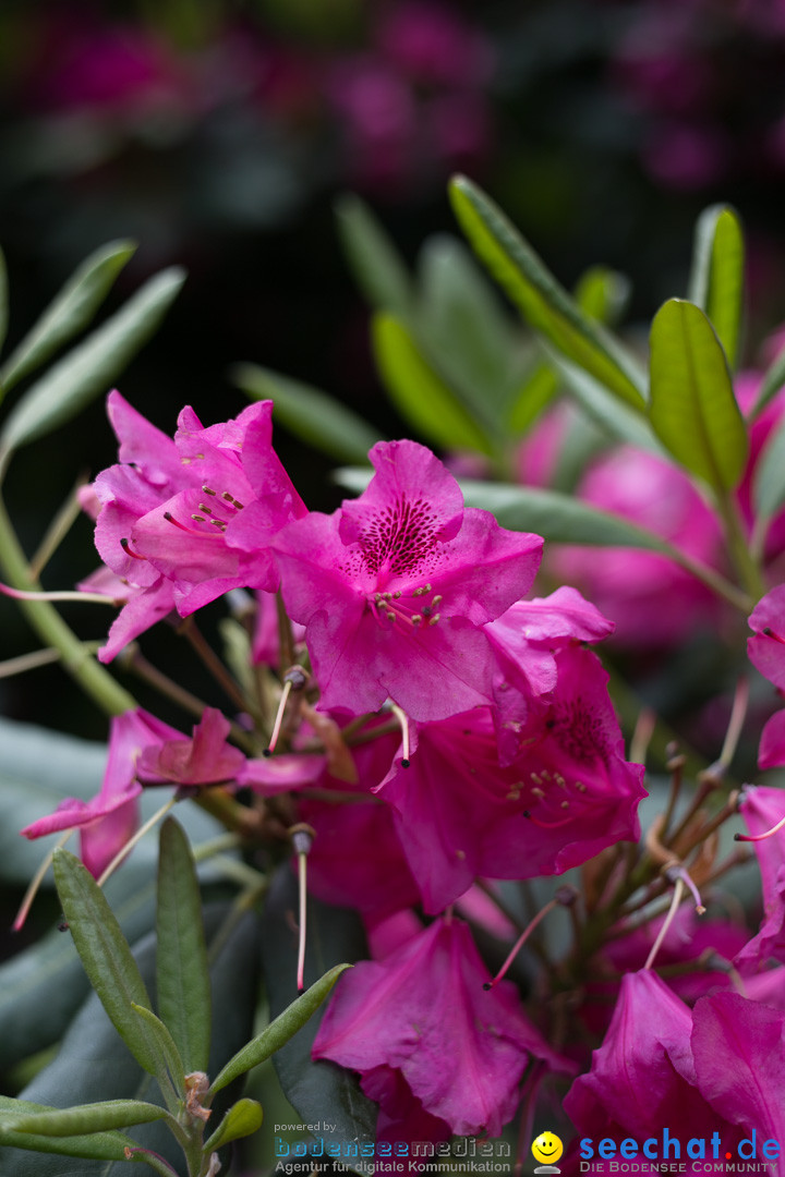 Insel Mainau: Die Blumeninsel mitten im Bodensee, 28.05.2014