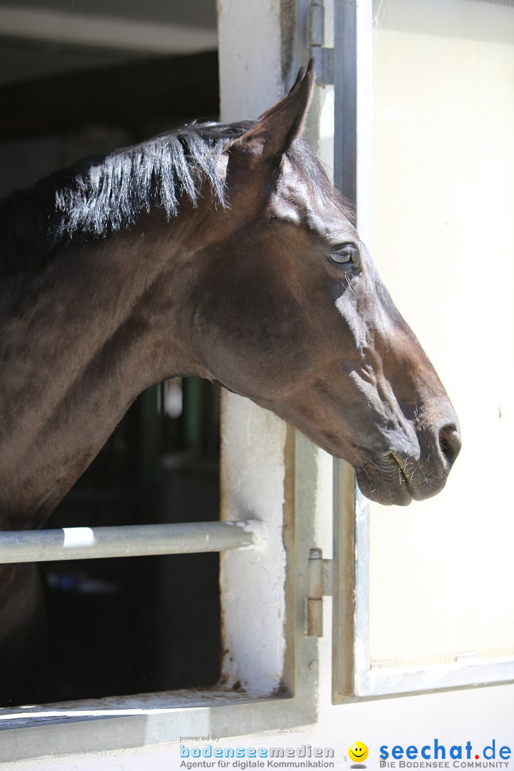 Reitturnier auf dem Ziegelhof in Dettingen-Wallhausen am Bodensee, 22.06.20