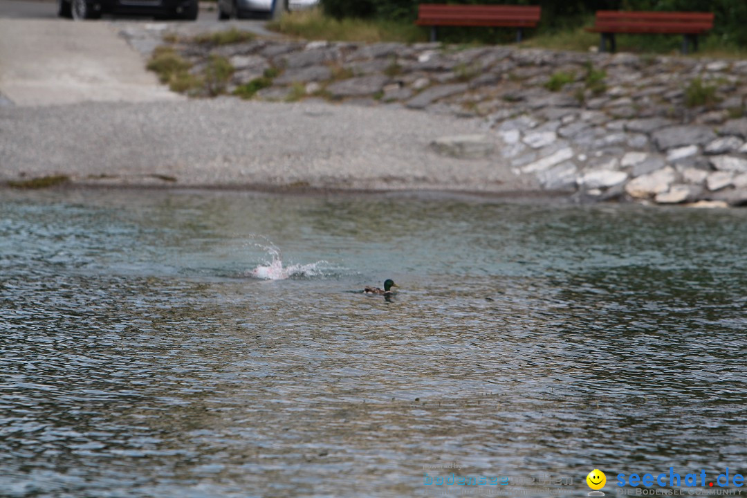 Bodenseequerung: Nathalie Pohl: Friedrichshafen - Romanshorn, 25.06.2014