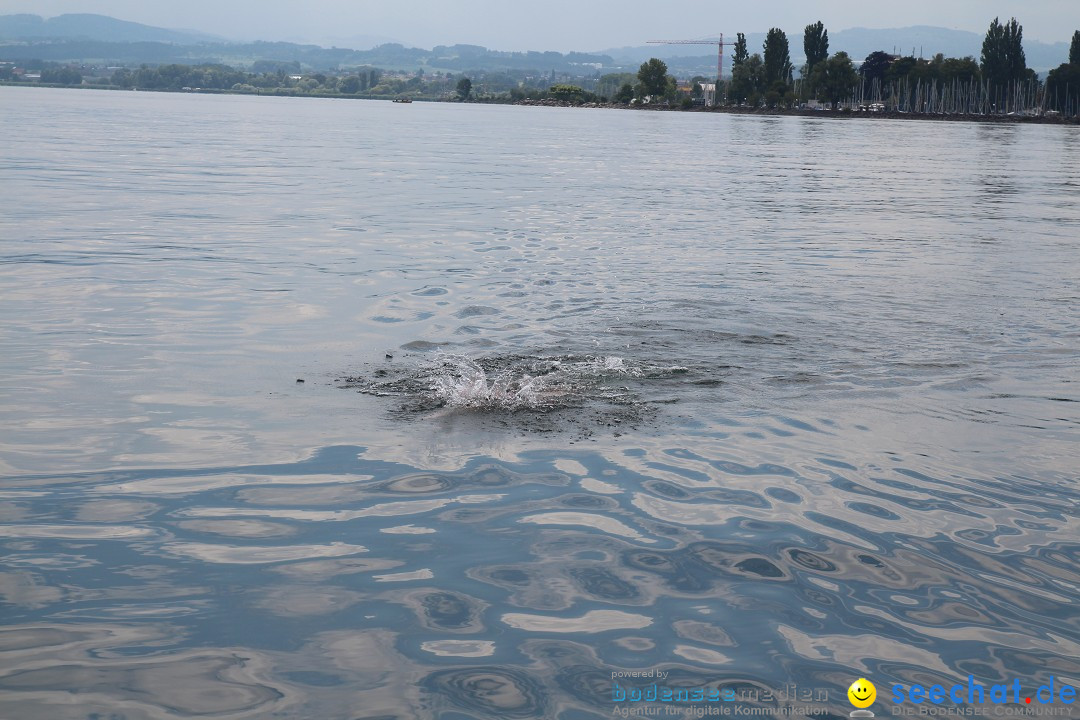 Bodenseequerung: Nathalie Pohl: Friedrichshafen - Romanshorn, 25.06.2014