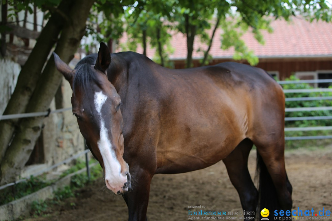 Reitturnier-Ueberlingen-28-06-2014-Bodensee-Community-SEECHAT_DE-IMG_5197.JPG