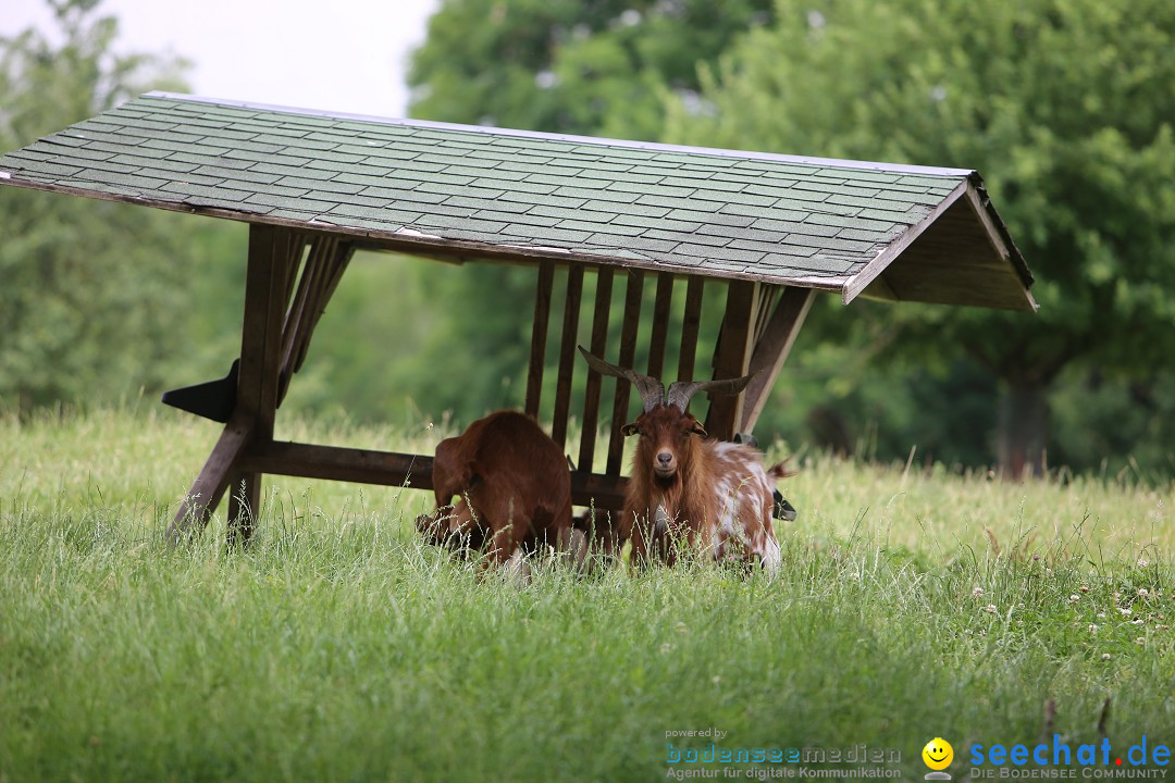 Reitturnier-Ueberlingen-28-06-2014-Bodensee-Community-SEECHAT_DE-IMG_5200.JPG