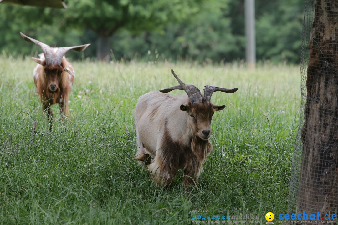 Reitturnier-Ueberlingen-28-06-2014-Bodensee-Community-SEECHAT_DE-IMG_5221.JPG