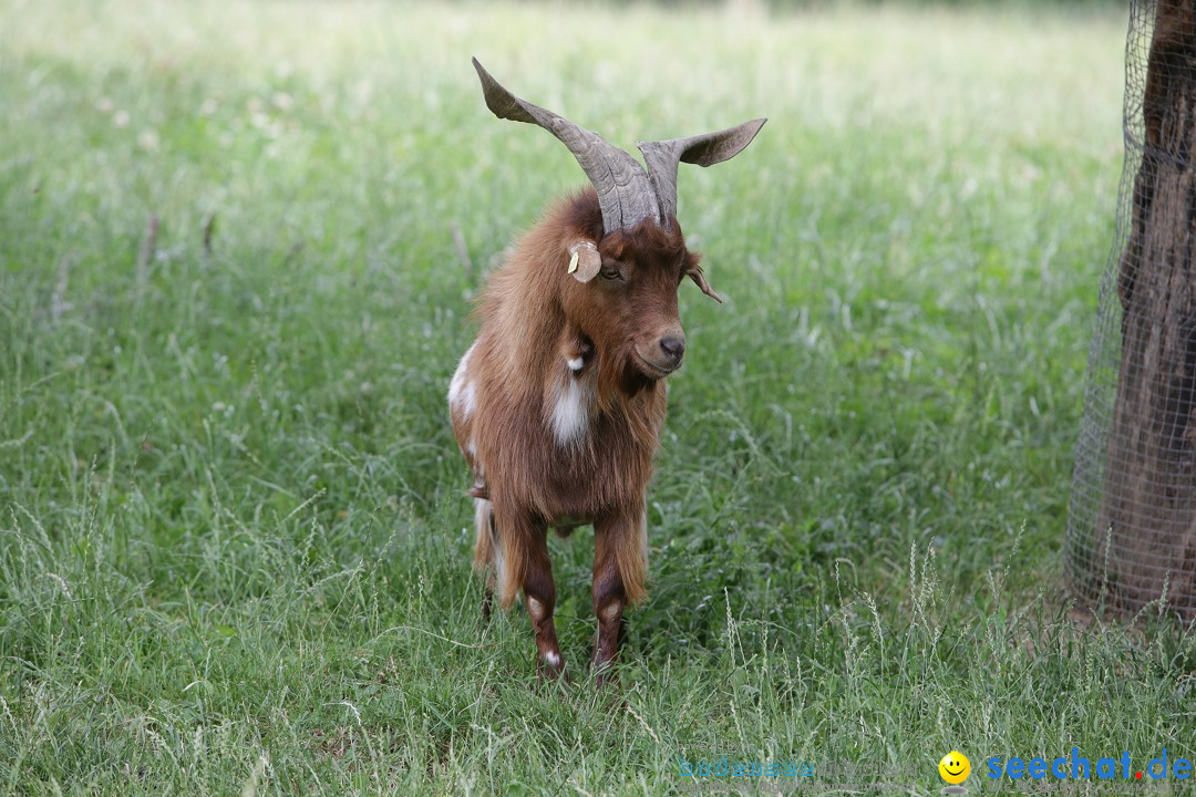 Reitturnier-Ueberlingen-28-06-2014-Bodensee-Community-SEECHAT_DE-IMG_5230.JPG