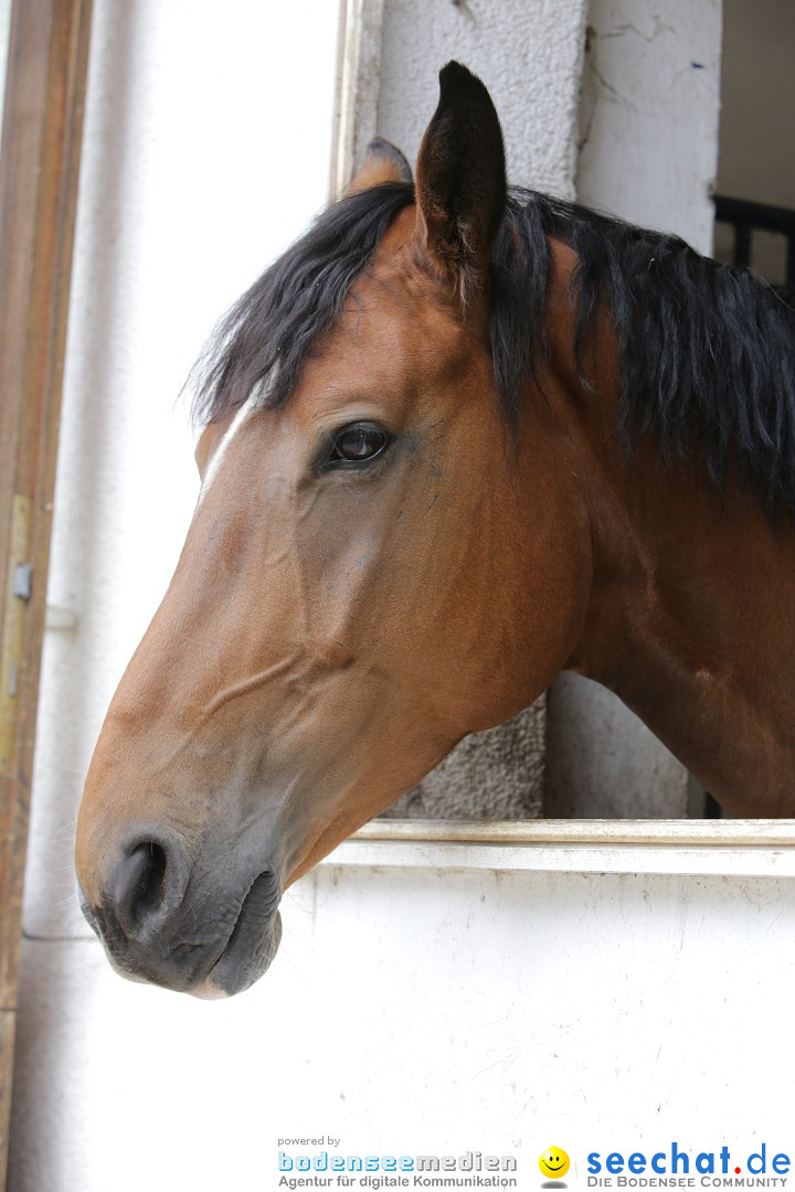 Reitturnier-Ueberlingen-28-06-2014-Bodensee-Community-SEECHAT_DE-IMG_5234.JPG