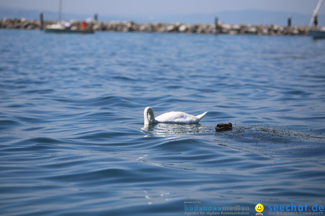 Bodenseequerung: Meik Kottwitz: Friedrichshafen am Bodensee, 17.07.2014