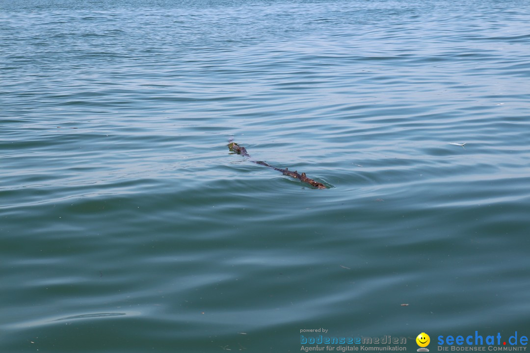 Bodenseequerung- seechat: Dr Stefan Jung: Friedrichshafen, 19.07.2014