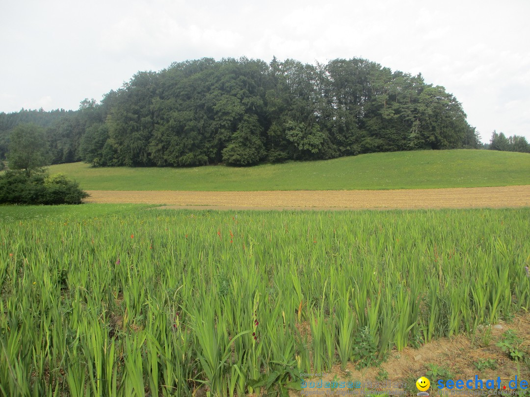 Volksmarsch 10KM und 5KM: Zizenhausen am Bodensee, 20.07.2014