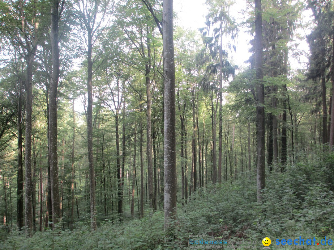 Volksmarsch 10KM und 5KM: Zizenhausen am Bodensee, 20.07.2014