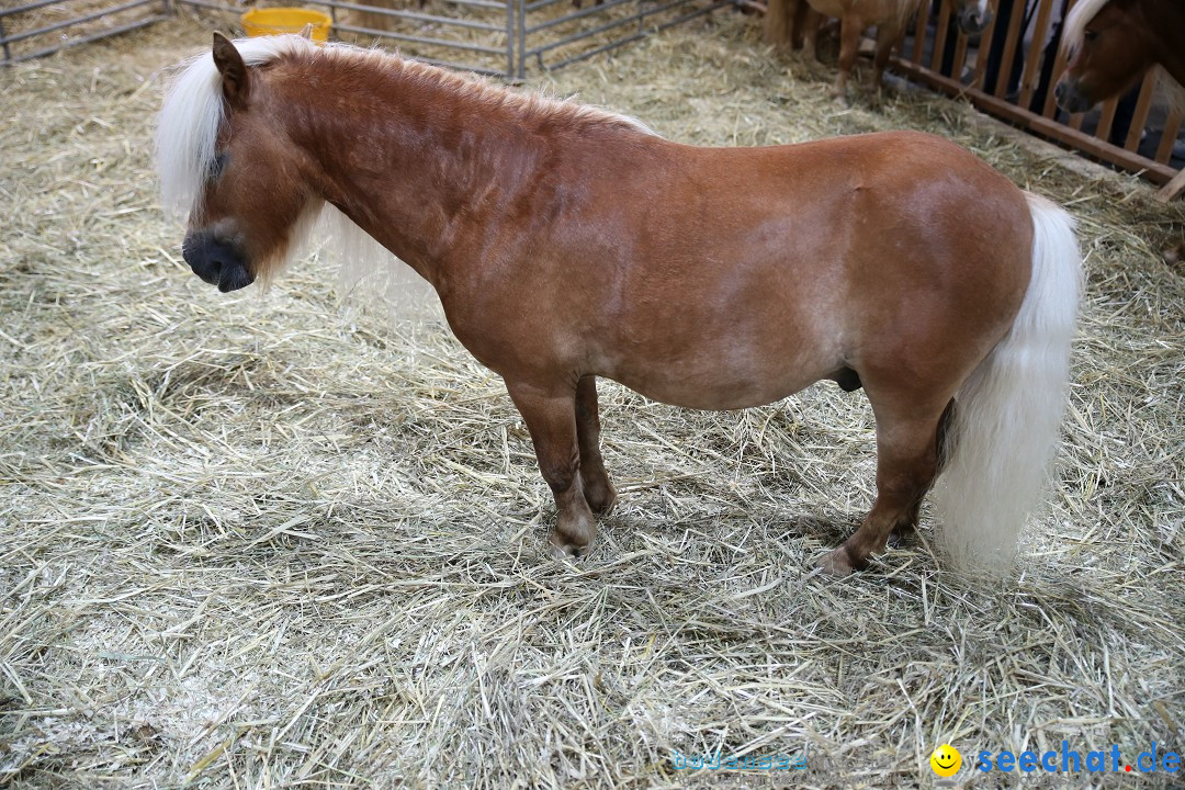 eurocheval - Europamesse des Pferdes - seechat: Offenburg, 27.07.2014