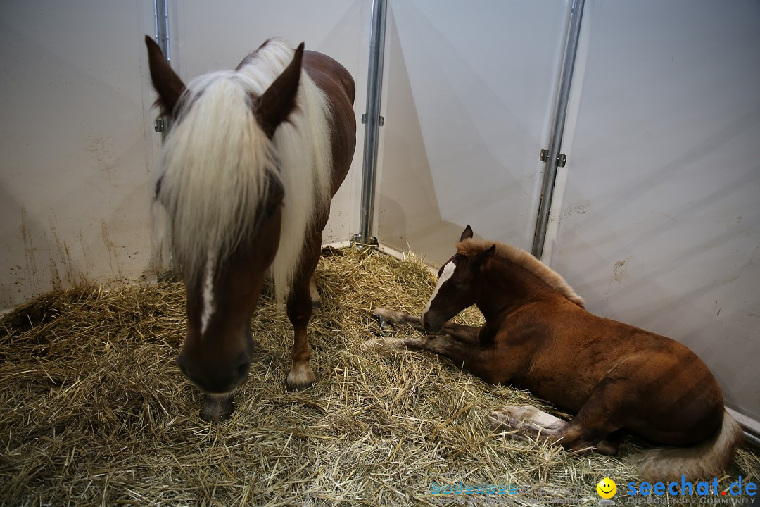 eurocheval - Europamesse des Pferdes - seechat: Offenburg, 27.07.2014