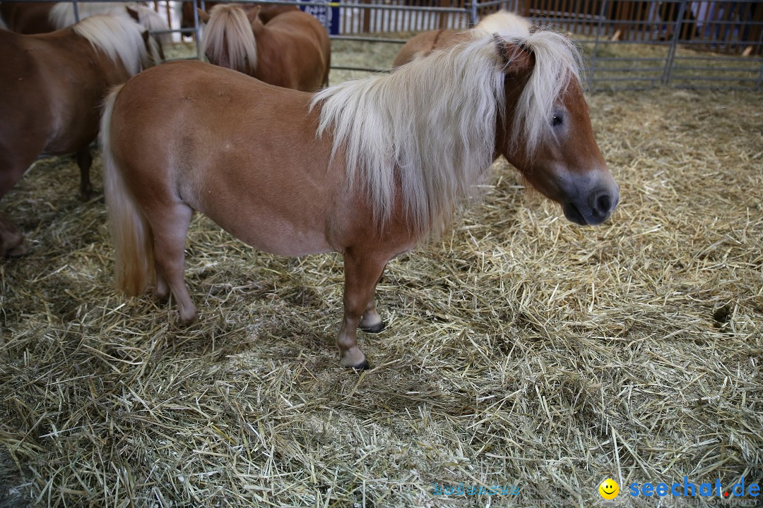 eurocheval - Europamesse des Pferdes - seechat: Offenburg, 27.07.2014