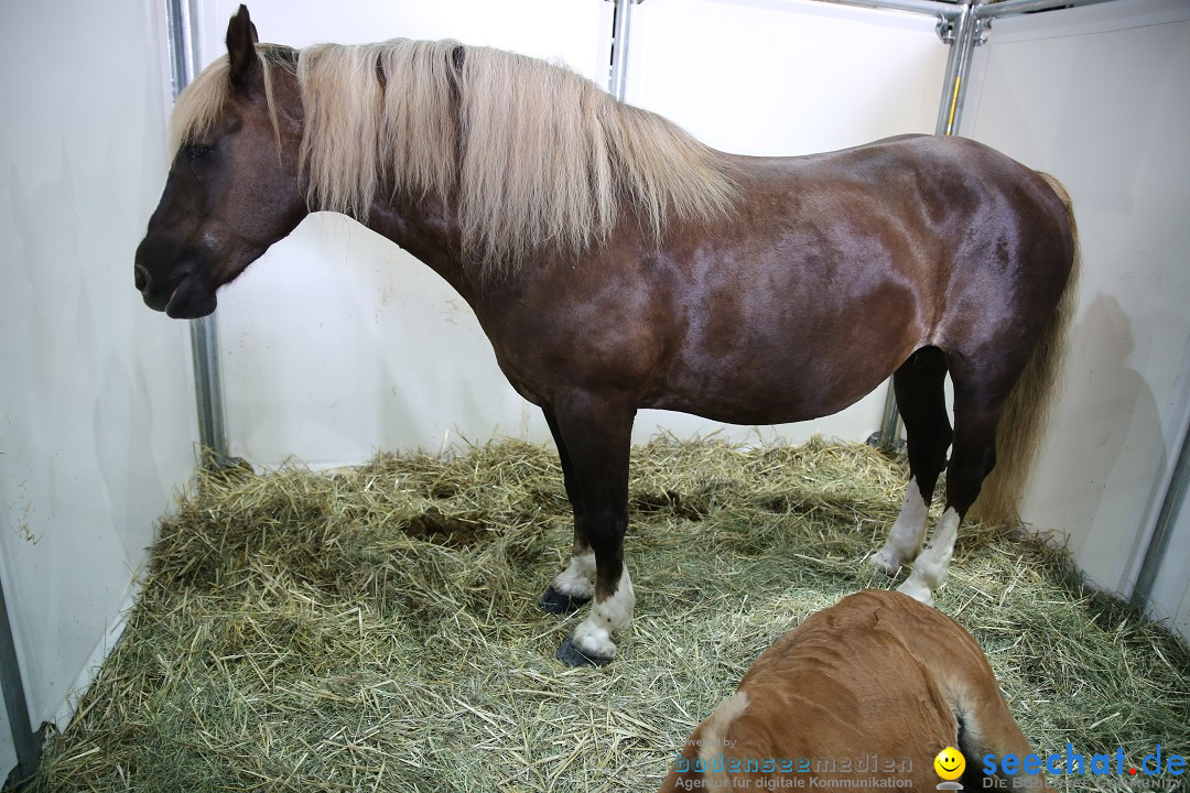 eurocheval - Europamesse des Pferdes - seechat: Offenburg, 27.07.2014