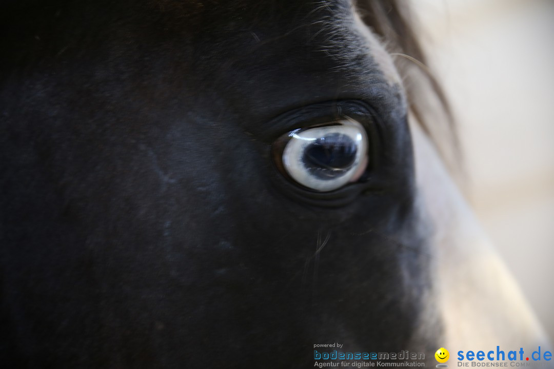 eurocheval - Europamesse des Pferdes - seechat: Offenburg, 27.07.2014