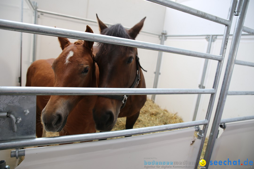 eurocheval - Europamesse des Pferdes - seechat: Offenburg, 27.07.2014