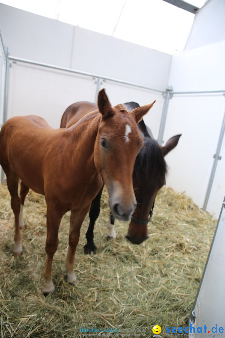 eurocheval - Europamesse des Pferdes - seechat: Offenburg, 27.07.2014