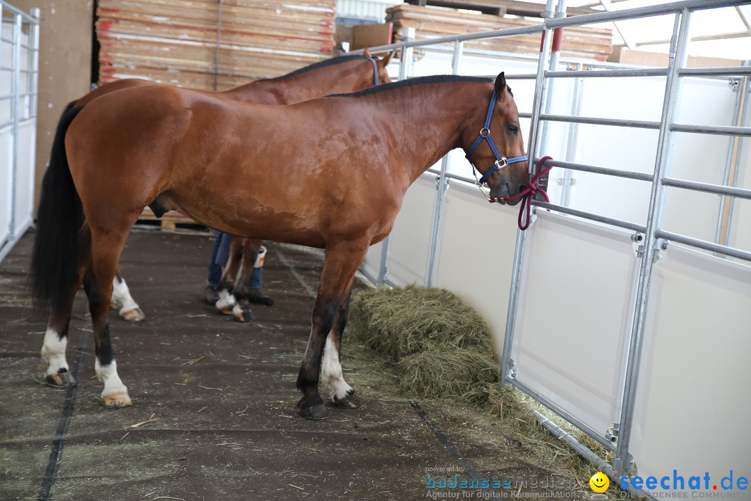 eurocheval - Europamesse des Pferdes - seechat: Offenburg, 27.07.2014