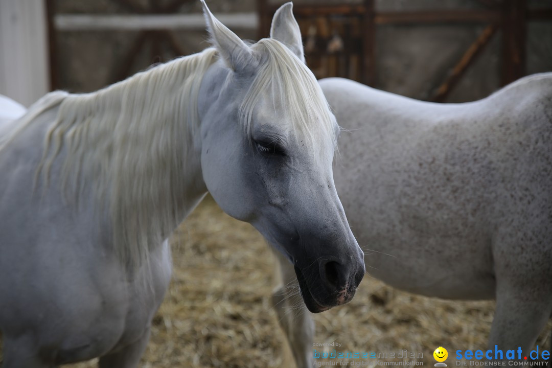 eurocheval - Europamesse des Pferdes - seechat: Offenburg, 27.07.2014