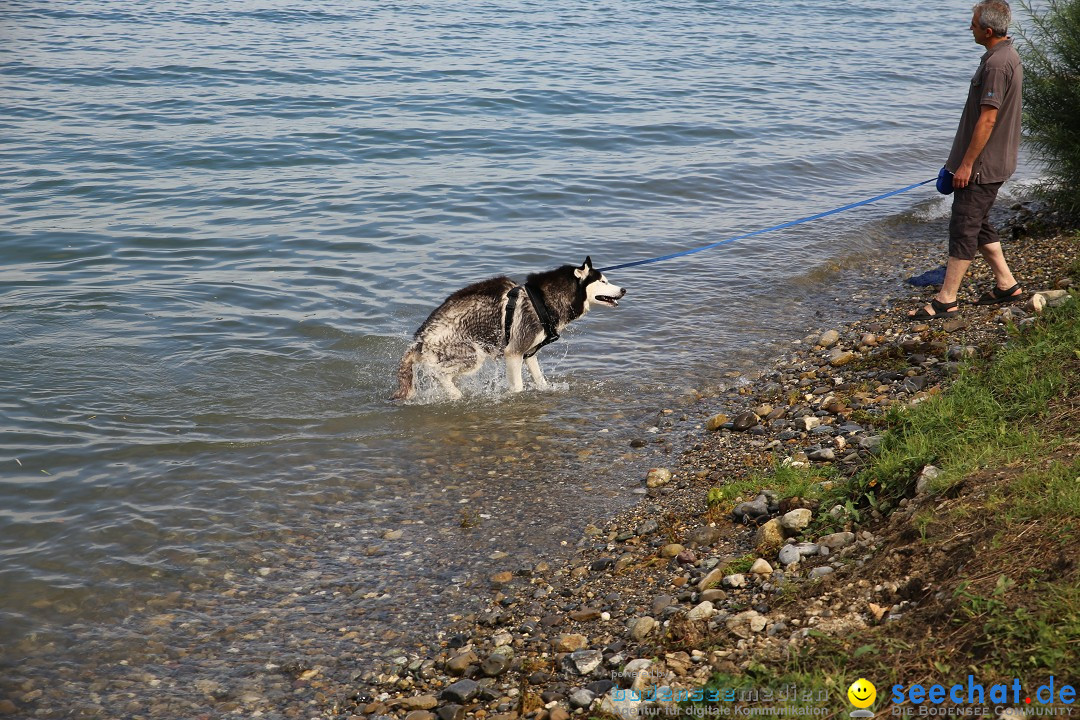 Badewannenrennen DLRG: Bodman-Ludwigshafen am Bodensee, 10.08.2014