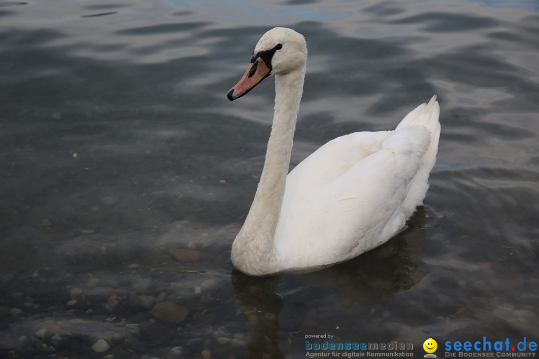 Badewannenrennen DLRG: Bodman-Ludwigshafen am Bodensee, 10.08.2014