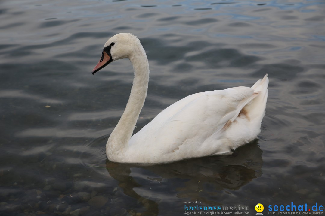 Badewannenrennen DLRG: Bodman-Ludwigshafen am Bodensee, 10.08.2014