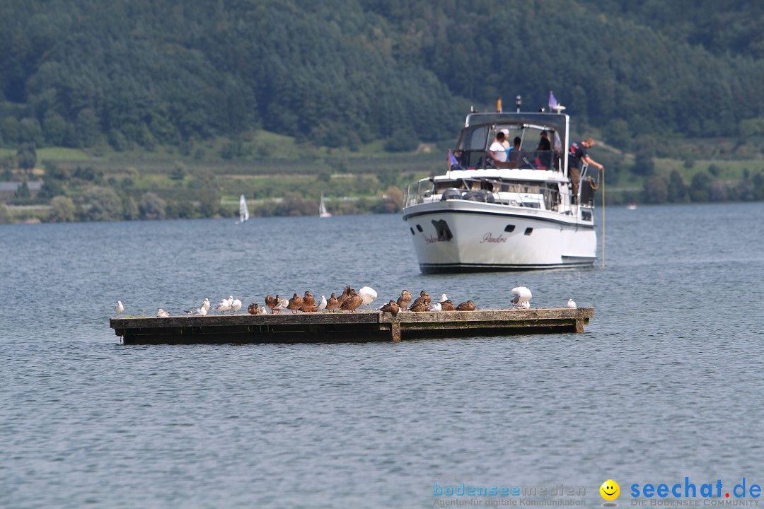 Bodenseequerung- seechat: Patrick Hotz: Bodman-Bregenz, 18.08.2014