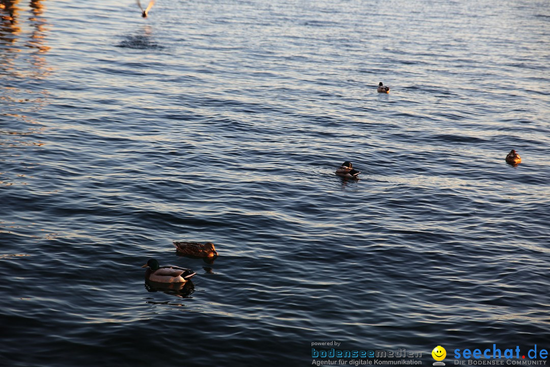 Ueberlingen-On-Ice-05-01-2015-Bodensee-Community-SEECHAT_DE-IMG_6556.JPG