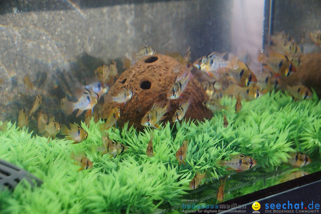 AQUA-FISCH - Internationale Aquaristik-Messe: Friedrichshafen, 07.03.2015