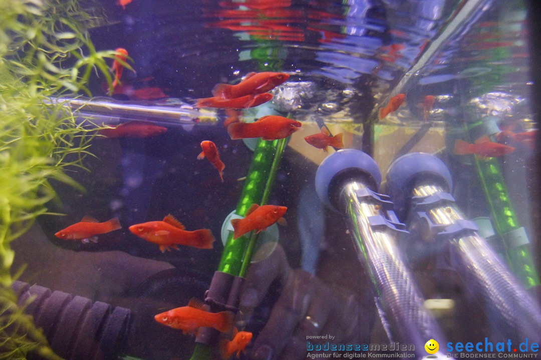 AQUA-FISCH - Internationale Aquaristik-Messe: Friedrichshafen, 07.03.2015