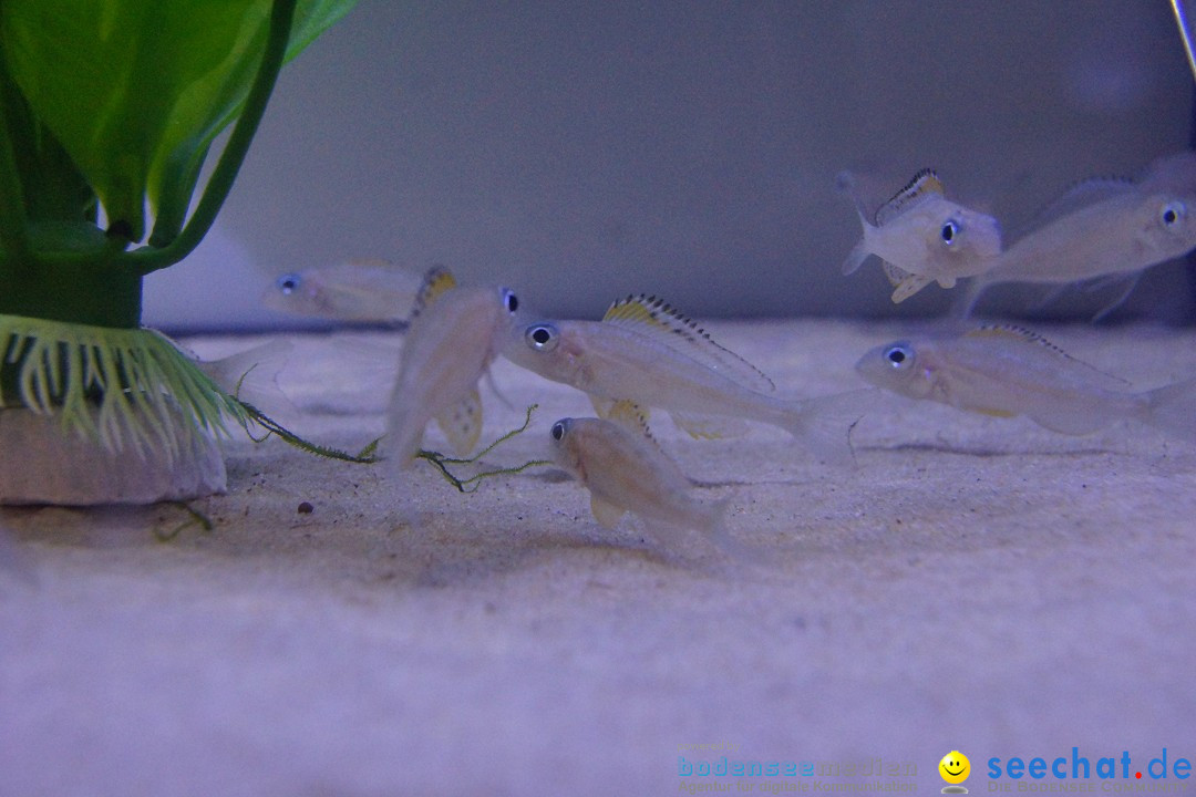 AQUA-FISCH - Internationale Aquaristik-Messe: Friedrichshafen, 07.03.2015