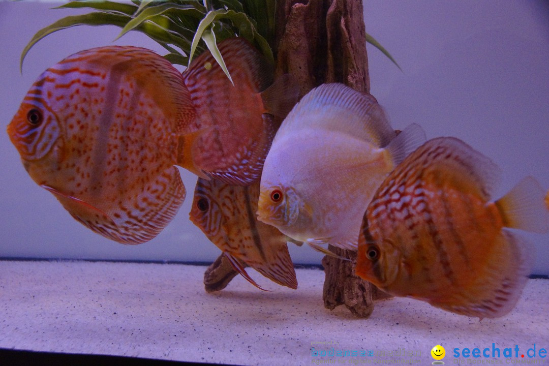 AQUA-FISCH - Internationale Aquaristik-Messe: Friedrichshafen, 07.03.2015