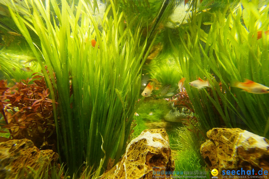 AQUA-FISCH - Internationale Aquaristik-Messe: Friedrichshafen, 07.03.2015