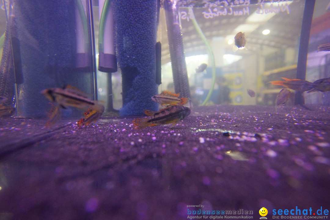 AQUA-FISCH - Internationale Aquaristik-Messe: Friedrichshafen, 07.03.2015