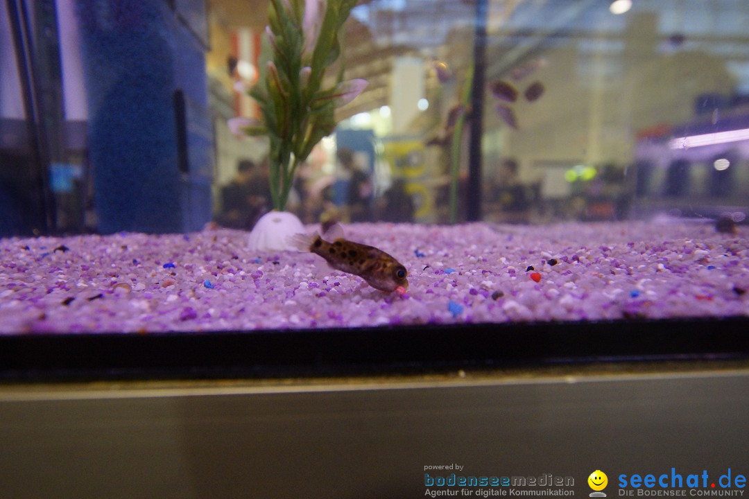 AQUA-FISCH - Internationale Aquaristik-Messe: Friedrichshafen, 07.03.2015