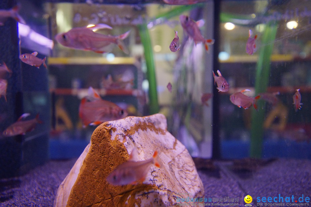 AQUA-FISCH - Internationale Aquaristik-Messe: Friedrichshafen, 07.03.2015