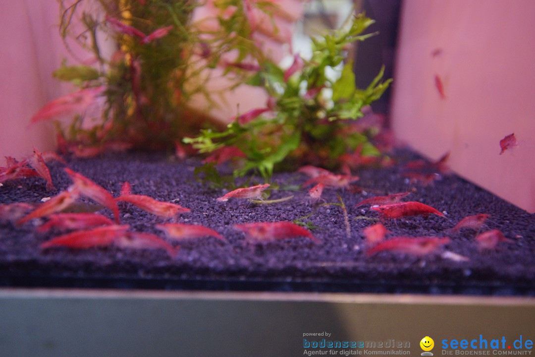 AQUA-FISCH - Internationale Aquaristik-Messe: Friedrichshafen, 07.03.2015