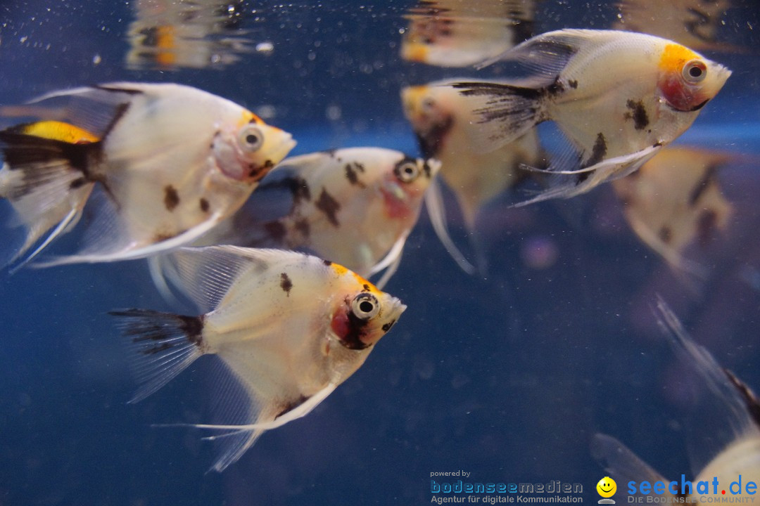 AQUA-FISCH - Internationale Aquaristik-Messe: Friedrichshafen, 07.03.2015