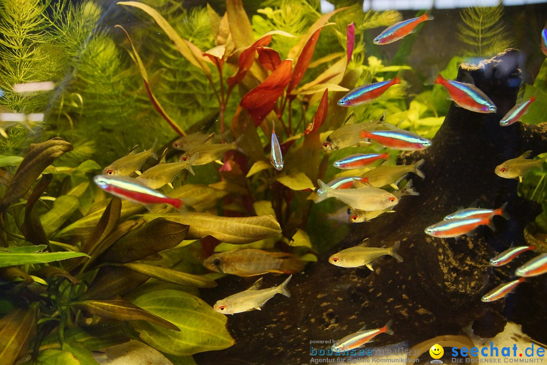 AQUA-FISCH - Internationale Aquaristik-Messe: Friedrichshafen, 07.03.2015