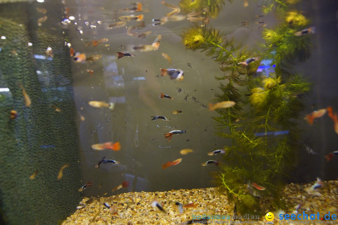 AQUA-FISCH - Internationale Aquaristik-Messe: Friedrichshafen, 07.03.2015