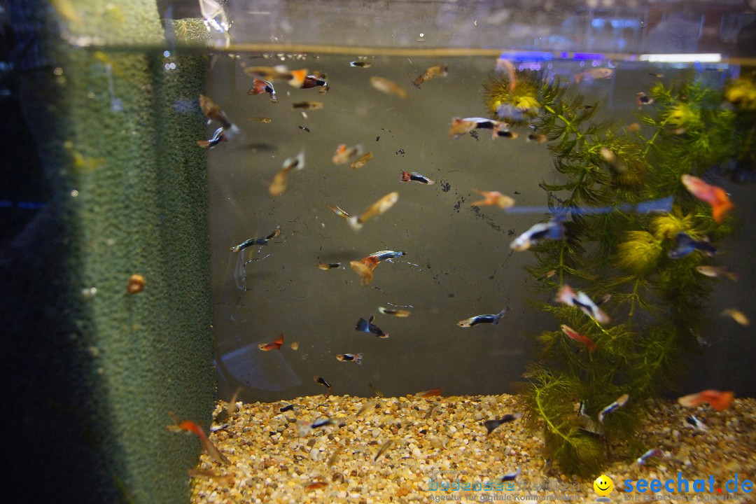 AQUA-FISCH - Internationale Aquaristik-Messe: Friedrichshafen, 07.03.2015