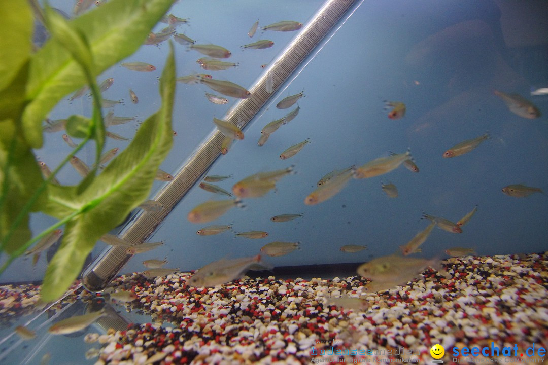 AQUA-FISCH - Internationale Aquaristik-Messe: Friedrichshafen, 07.03.2015