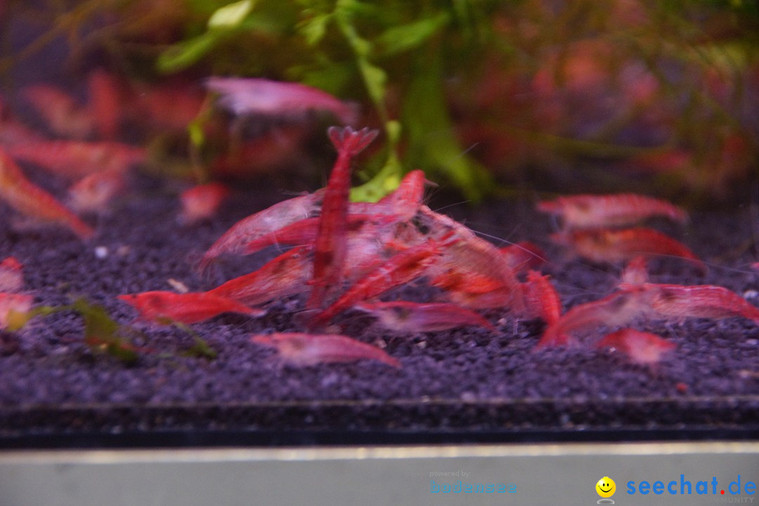 AQUA-FISCH - Internationale Aquaristik-Messe: Friedrichshafen, 07.03.2015