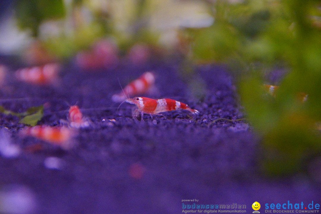 AQUA-FISCH - Internationale Aquaristik-Messe: Friedrichshafen, 07.03.2015