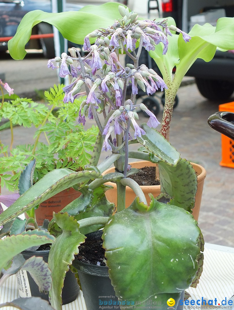 Flohmarkt in Bad-Saulgau am Bodensee, 08.05.2015