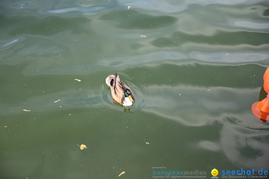 Internationale Bodenseewoche: Konstanz am Bodensee, 30.05.2015