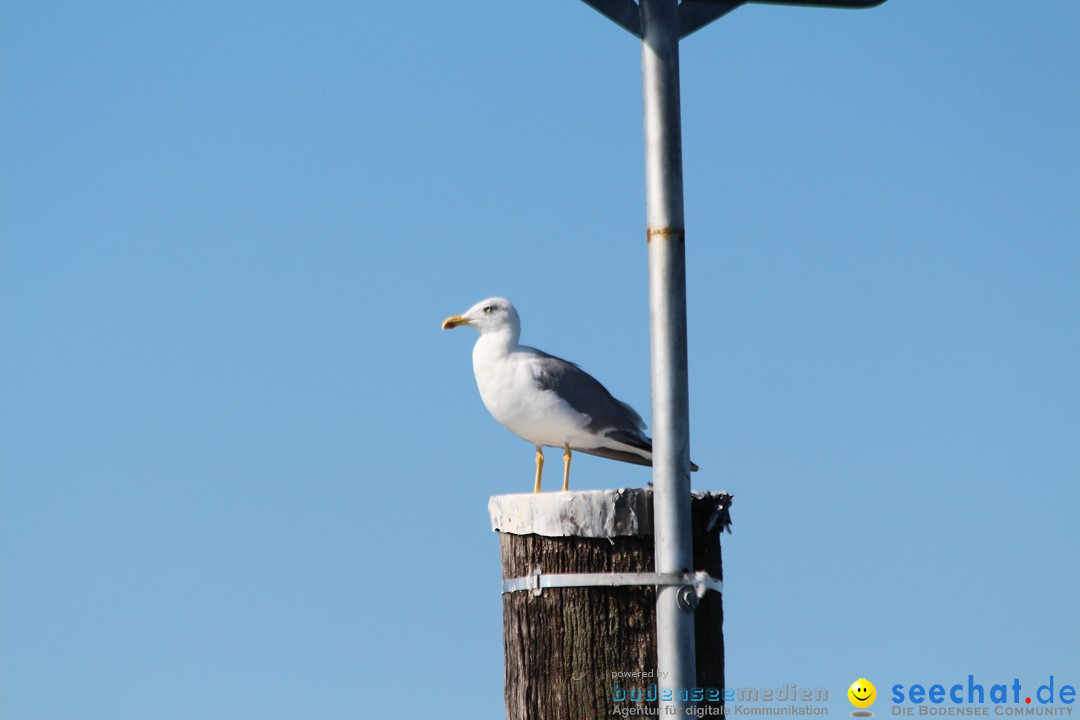 t2-Bodenseequerung-Juergen-Rechenberger-220815-Bodensee-Community-SEECHAT_DE-IMG_1771.JPG