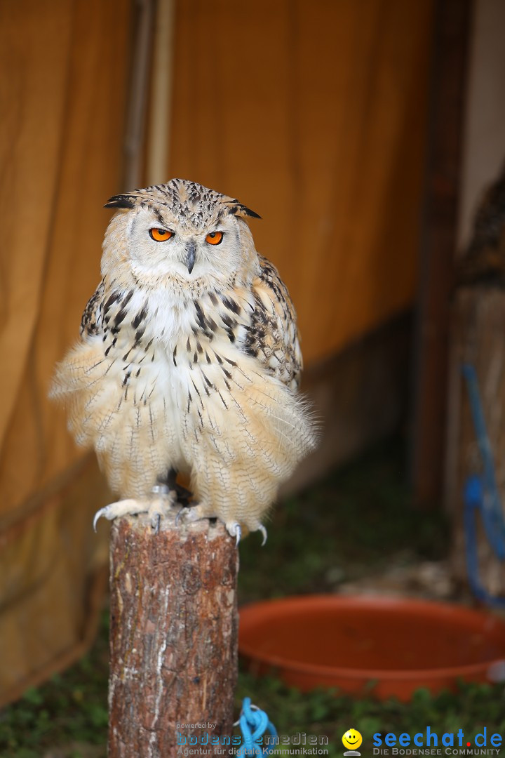 Mittelalterlich Phantasie Spectaculum - MPS: Aach - Bodensee, 23.08.2015