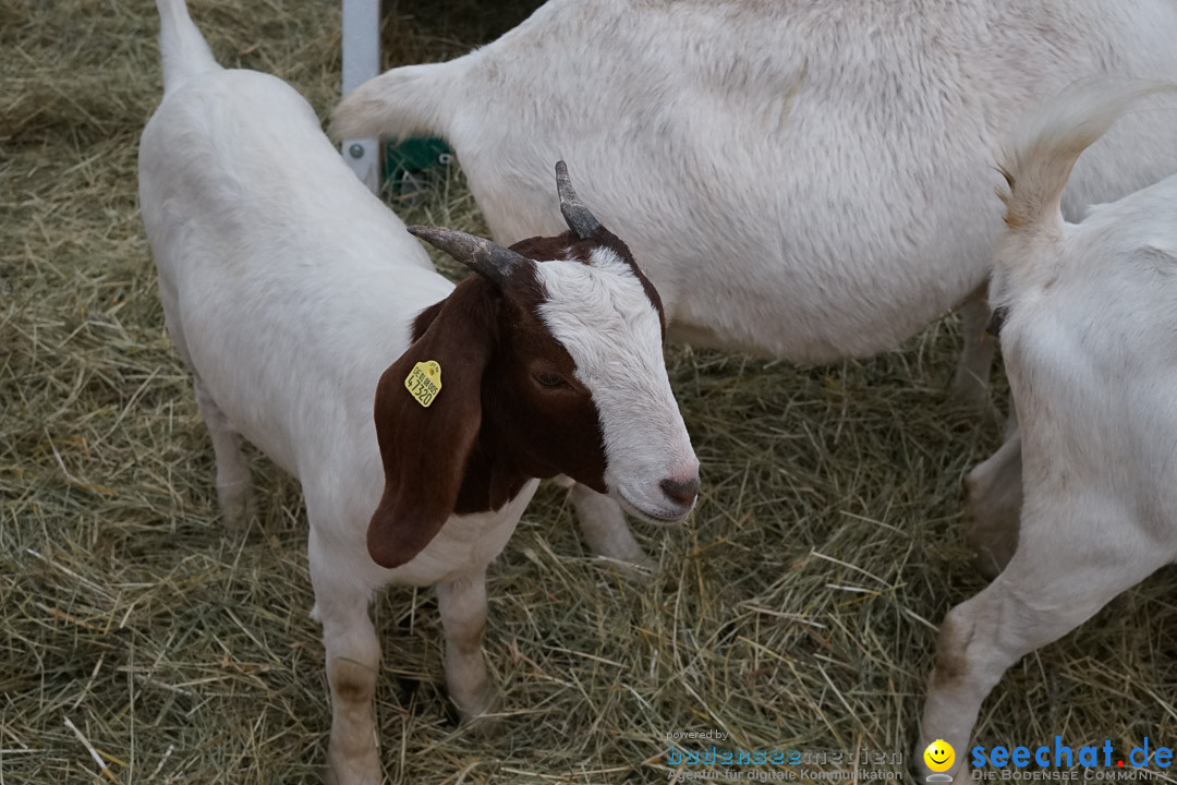 Oberschwabenschau: Ravensburg am Bodensee, 10.10.2015